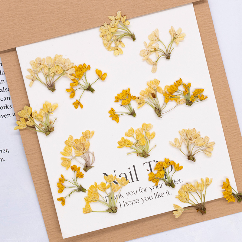 24 pezzi, Fiori Naturali Press - Dried Flower Bookmark recensione e prezzo